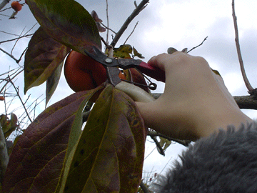 b0072947_11372451.gif