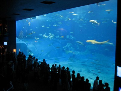 海洋博記念公園・美ら海（ちゅらうみ）水族館_d0031853_17164863.jpg