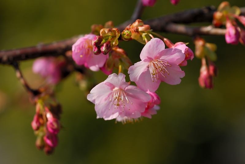 河津桜・・_f0061172_3553676.jpg