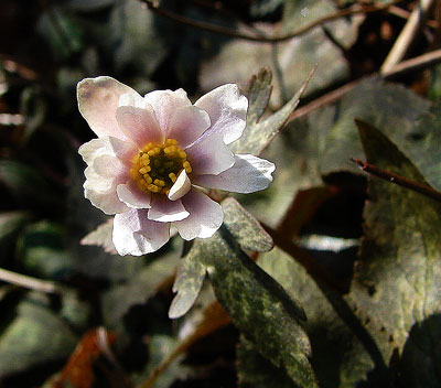 e0064375_72297.jpg