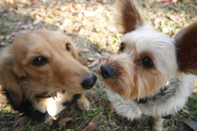 ◇　グッズショップの看板犬だよ〜！_c0107786_152474.jpg