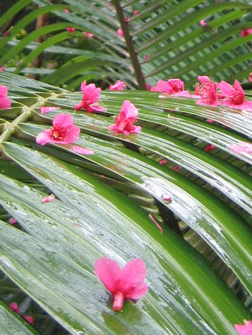 緋寒桜　雨_e0028387_2325592.jpg