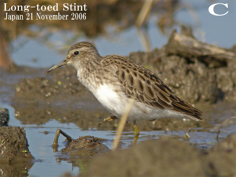 ヒバリシギ２　  Long-toed stint   2 /   Chalidris subminuta_c0071489_932376.jpg