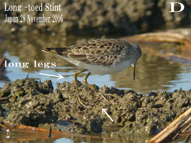 ヒバリシギ２　  Long-toed stint   2 /   Chalidris subminuta_c0071489_9574054.jpg