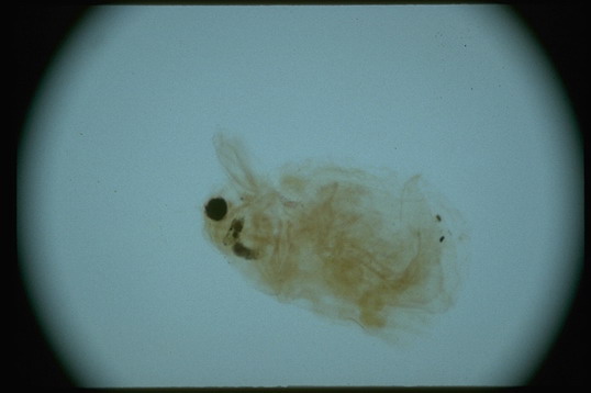 water flea _d0026694_6131586.jpg