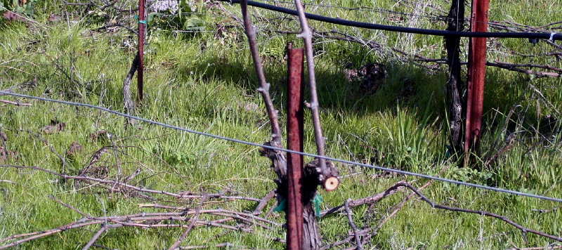 f0007498_58939.jpg