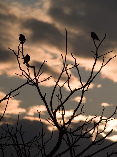 夕暮れの鳥たち_f0002801_227227.jpg