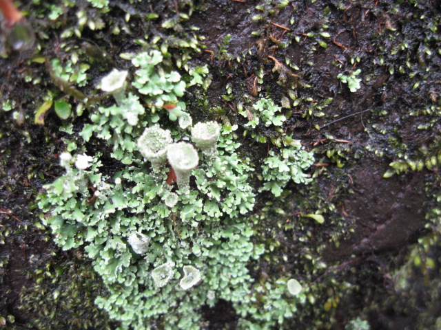 苔もいいもんです・・雨の日にて_f0128316_1191486.jpg