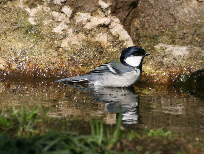 シジュウカラ～水浴び～_d0107329_1111125.jpg