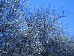 f0038336_822275.jpg