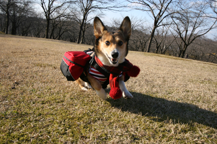 振り向いて　二人きりだね　犬笑い_b0031538_0221522.jpg