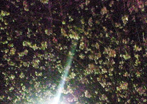b0021251_125289.jpg