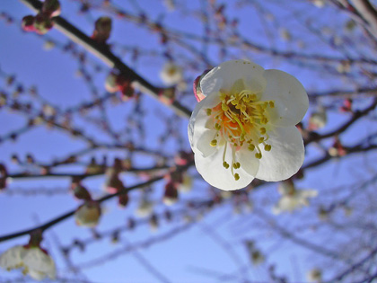 2月23日　秋間の梅林にて_a0001354_2139468.jpg