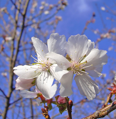 11月17日　冬桜お花見_a0001354_2226117.jpg