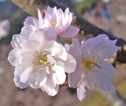 11月17日　冬桜お花見_a0001354_22285083.jpg