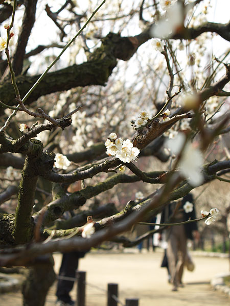 大阪城公園　春爛漫♪_a0041508_1763085.jpg