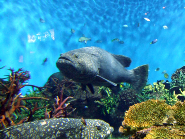 鹿児島水族館_d0052512_20523826.jpg