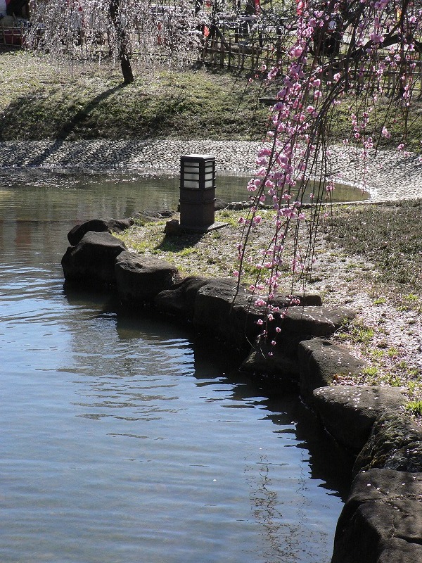 大倉山公園に梅を撮りに_c0044021_1614121.jpg