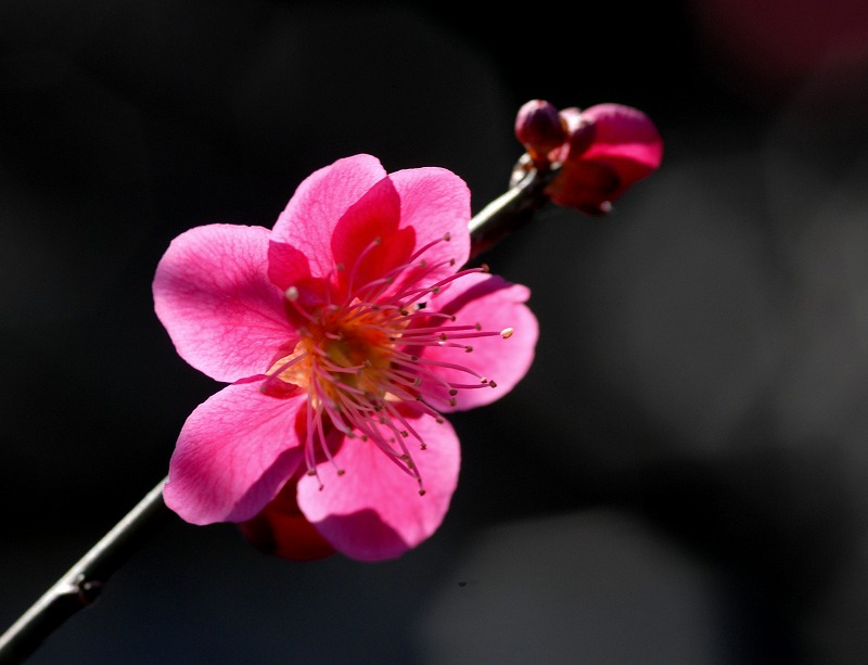 大倉山公園に梅を撮りに_c0044021_1635511.jpg