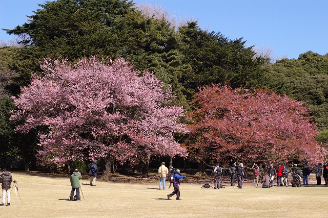 またまた新宿御苑・・・梅開花状況_f0129062_21101111.jpg