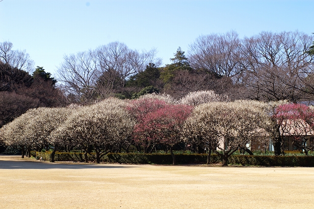 またまた新宿御苑・・・梅開花状況_f0129062_2121965.jpg