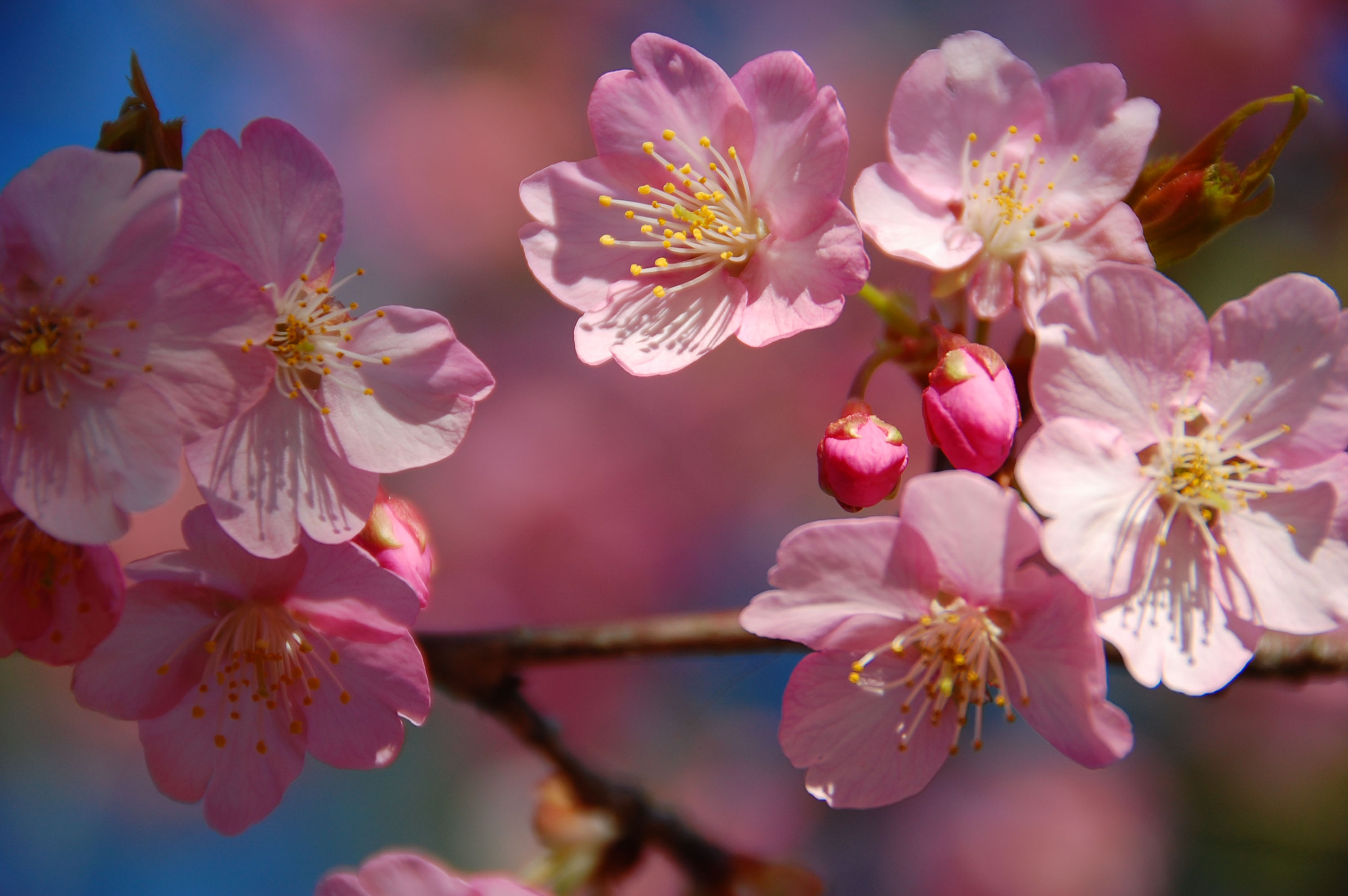 白子桜（河津桜）を見に，今年も行ってきました！…D40+VR18-200mmで最高の楽しめますよ～_e0071178_14175532.jpg