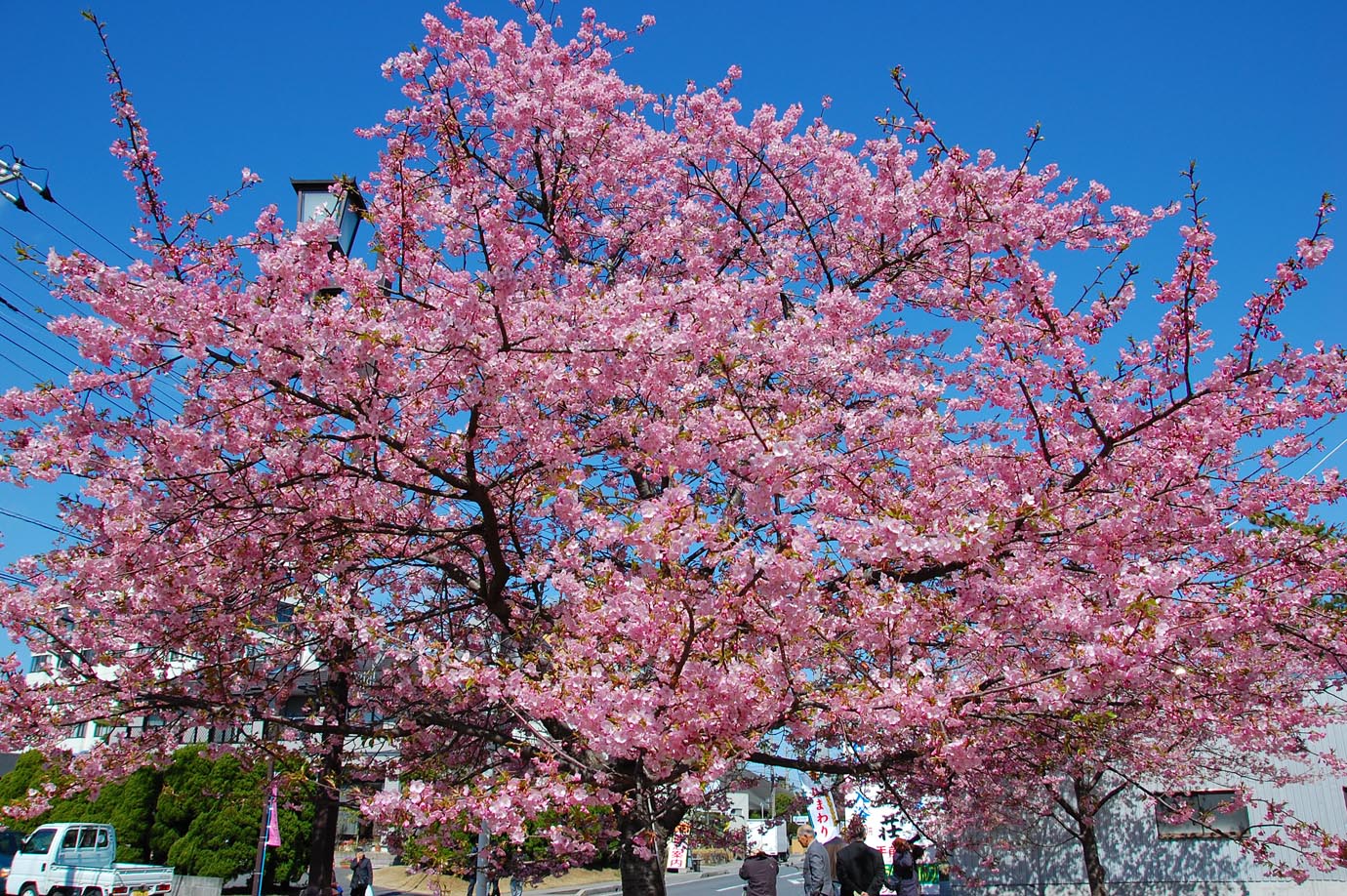 白子桜（河津桜）を見に，今年も行ってきました！…D40+VR18-200mmで最高の楽しめますよ～_e0071178_1831927.jpg