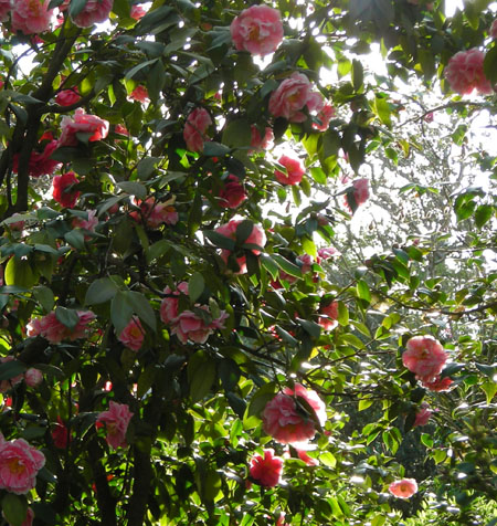 d0000995_8291018.jpg