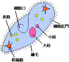 b0103502_2339925.gif