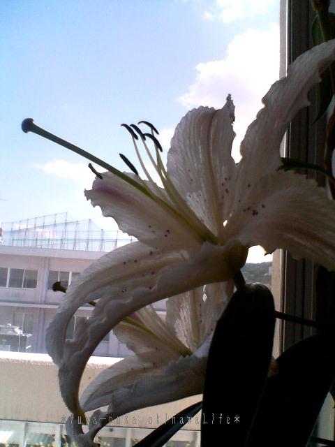 a0082706_10512358.jpg