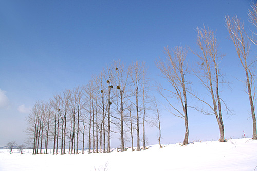 少雪_c0033513_14524926.jpg