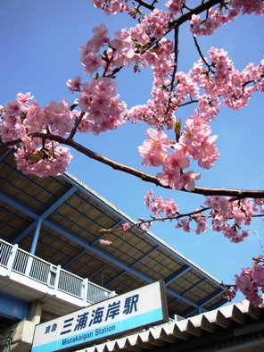 近所の桜_f0051814_23583732.jpg