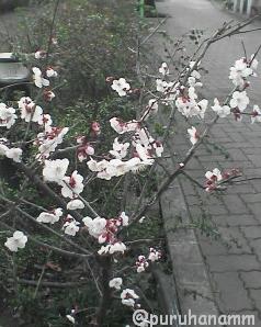 桜～？！_c0108446_1381239.jpg