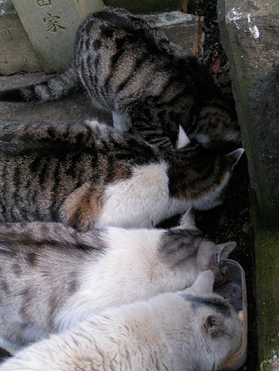 谷中墓地の猫ら_a0028451_1314748.jpg