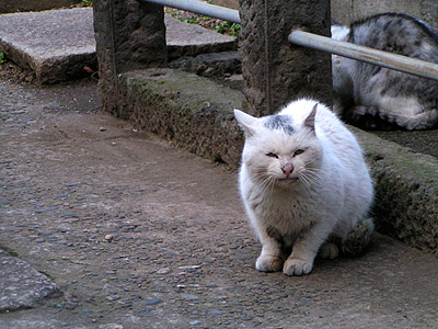 谷中墓地の猫ら_a0028451_1321529.jpg
