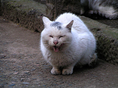 谷中墓地の猫ら_a0028451_1323295.jpg