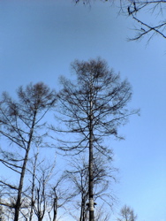 ユキドケ。_d0028589_22355119.jpg