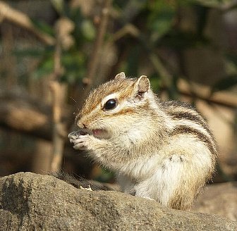 リスの家 こころの目でみる