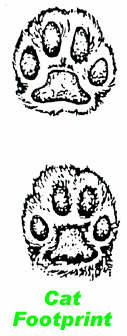 ★肉球が26個ある子猫「エキストラ」ちゃん !?(゚〇゚;)マ、マジ?_a0028694_14191352.jpg