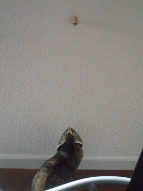 Cosmo_b0079097_18101688.jpg