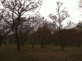 梅見@堺の荒山公園_d0035397_12363.jpg