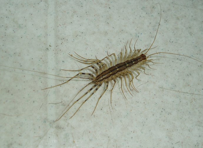 ゲジゲジ  house centipede_d0034507_15135498.jpg