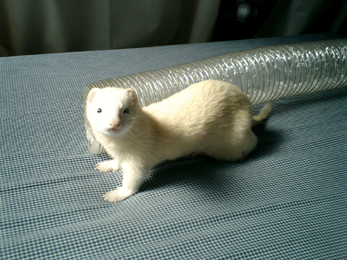 a0010836_11554021.gif