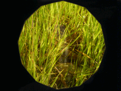e0005548_22151392.gif