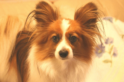 d0013149_027824.gif