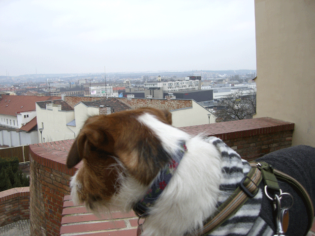 f0077150_1325543.gif
