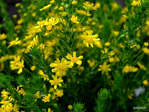 b0051253_19535551.jpg