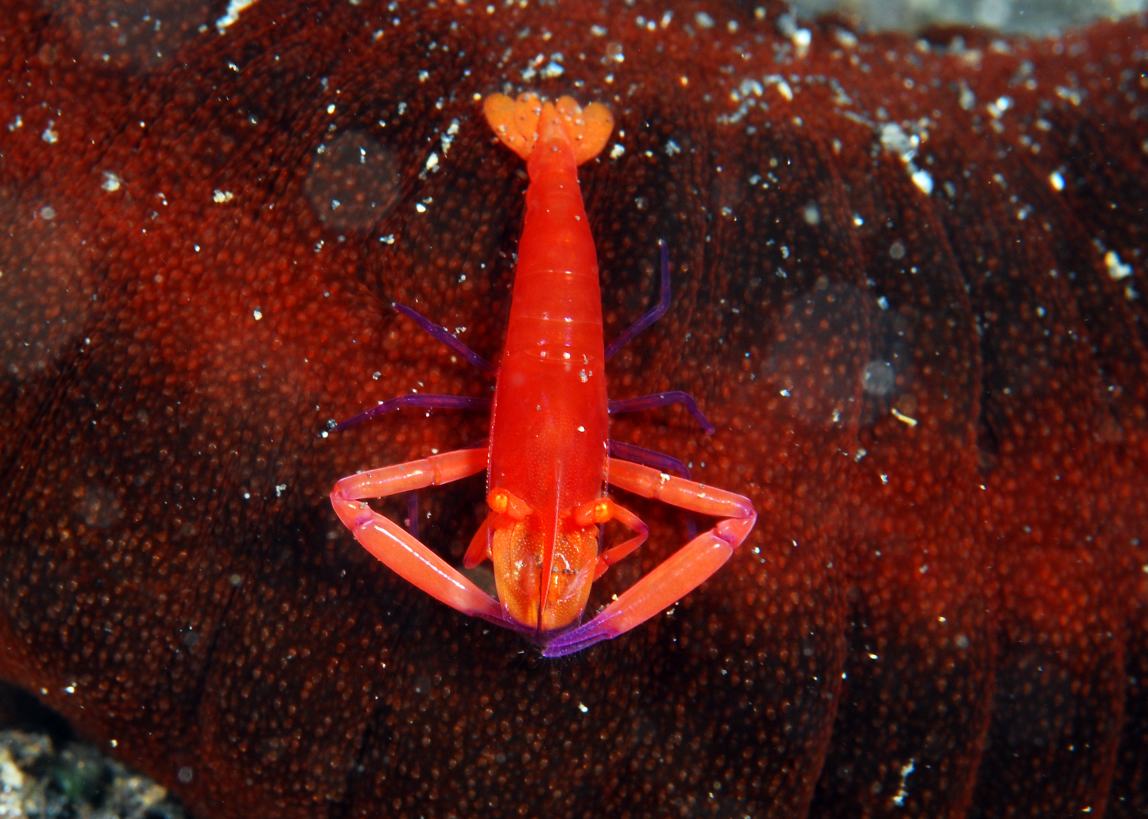 Lembeh 17/Feb/07_e0090153_1650402.jpg