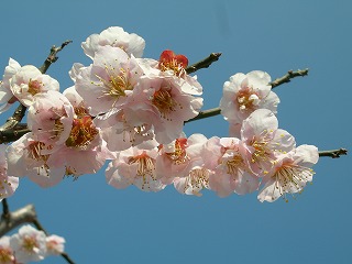 石田家 小春日和_b0059154_1430261.jpg