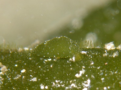 a0079659_8254336.jpg